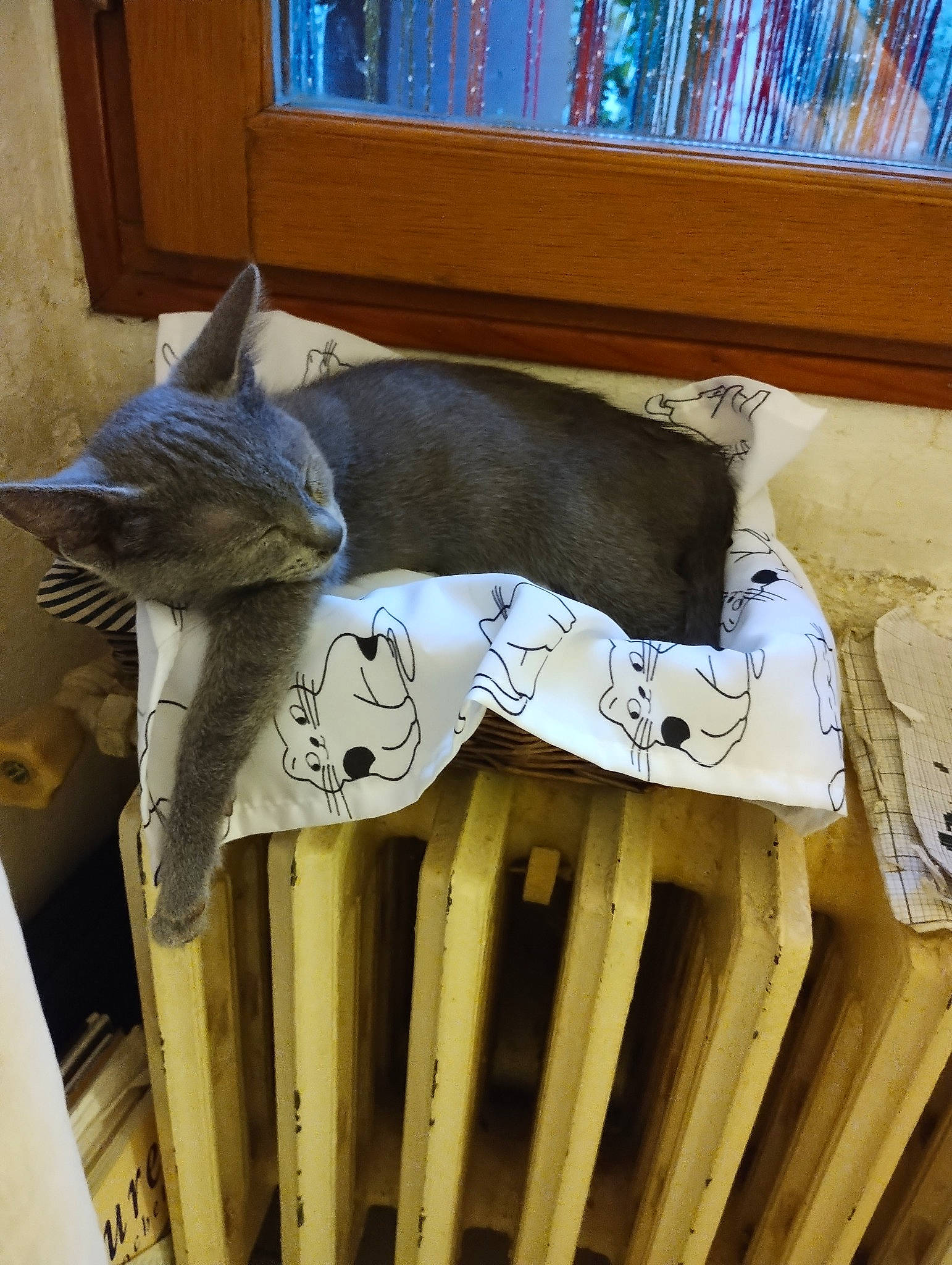 Buzz participe au concours pour gagner de l'argent avec cette photo : blue, bookcase, cat, chair, comfort, felidae, hardwood, house, metal, outdoor_furniture, pattern, plant, room, shelf, shelving, small_to_medium_sized_cats, tail, whiskers, window, wood