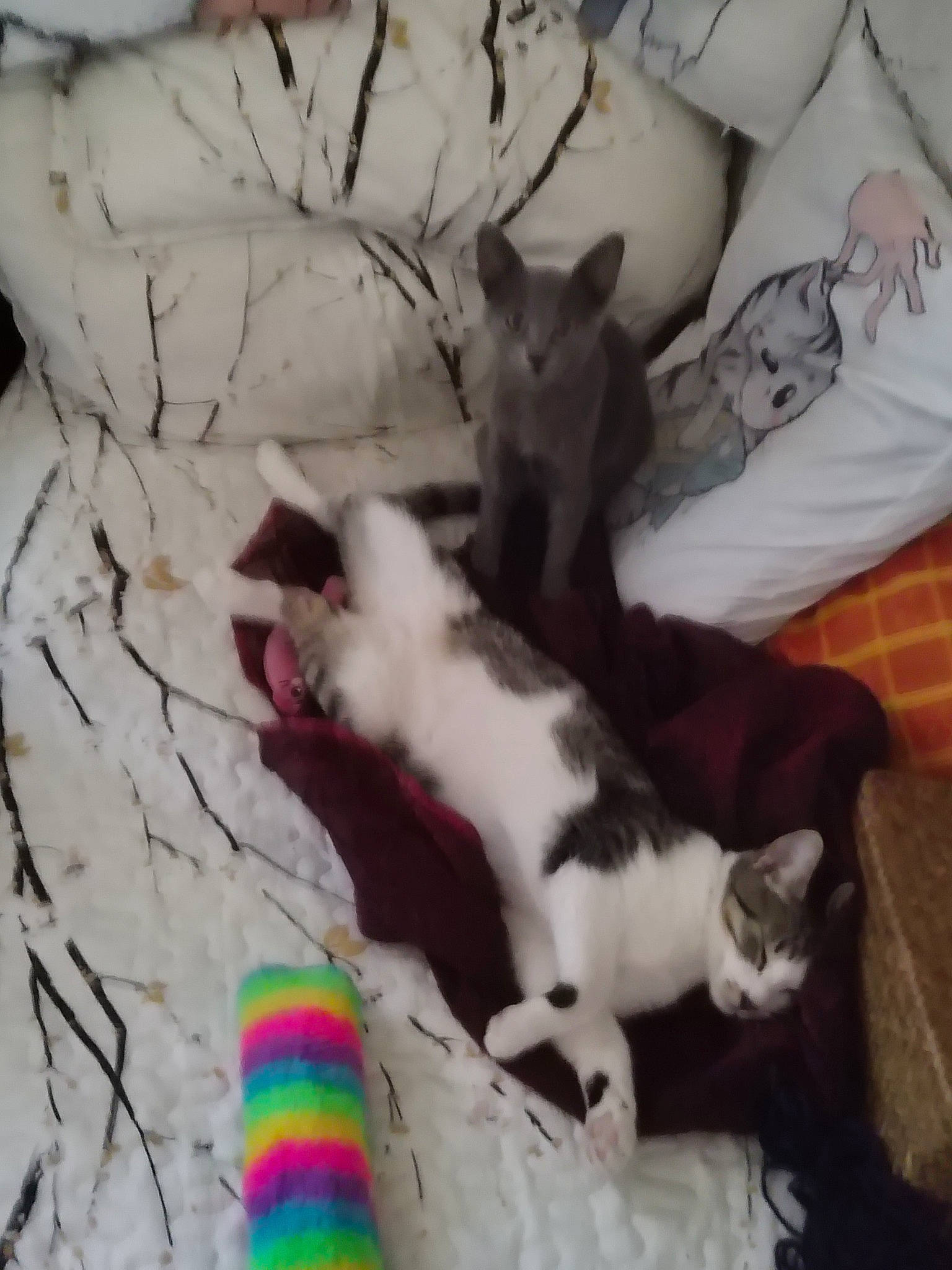 Ptifilou participe au concours pour gagner de l'argent avec cette photo : candy, carnivore, cat, claw, comfort, companion_dog, cone, dessert, domestic_short_haired_cat, felidae, fur, lap, linens, paw, plant, small_to_medium_sized_cats, tail, tree, vertebrate, whiskers