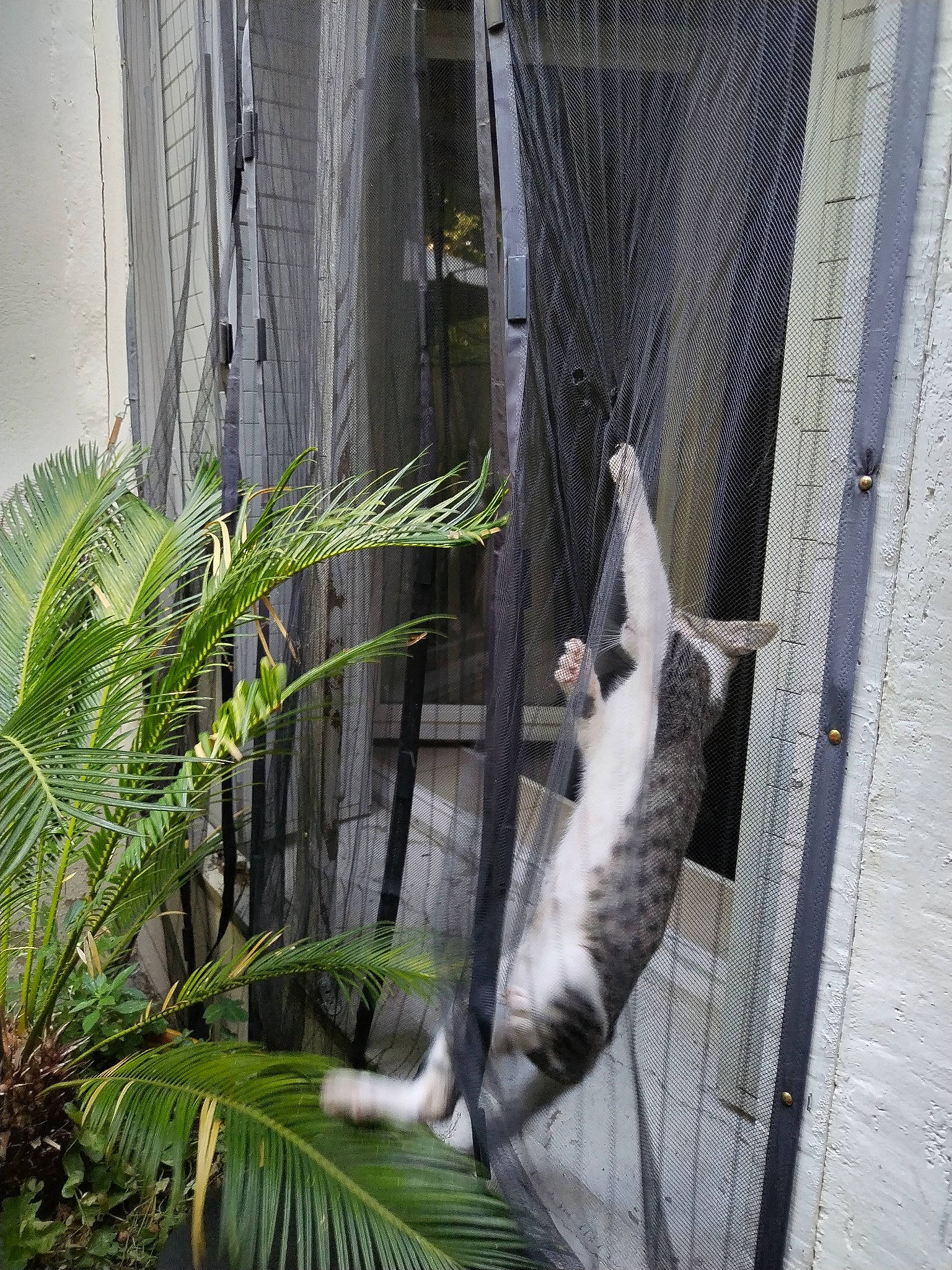 Ptifilou a rejoint le concours — aidez-le/la à gagner de superbes lots ! animal_shelter, arecales, carnivore, cat, domestic_short_haired_cat, felidae, fur, grass, mesh, palm_tree, plant, small_to_medium_sized_cats, tail, terrestrial_plant, tree, trunk, twig, whiskers, window, wood