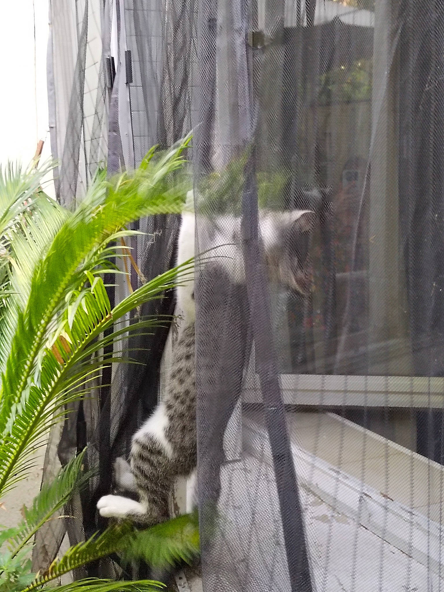 Ptifilou participe au concours pour gagner de l'argent avec cette photo : arecales, carnivore, cat, domestic_short_haired_cat, felidae, fur, grass, mammal, mesh, palm_tree, plant, small_to_medium_sized_cats, tail, terrestrial_animal, terrestrial_plant, tree, trunk, whiskers, wildlife, window