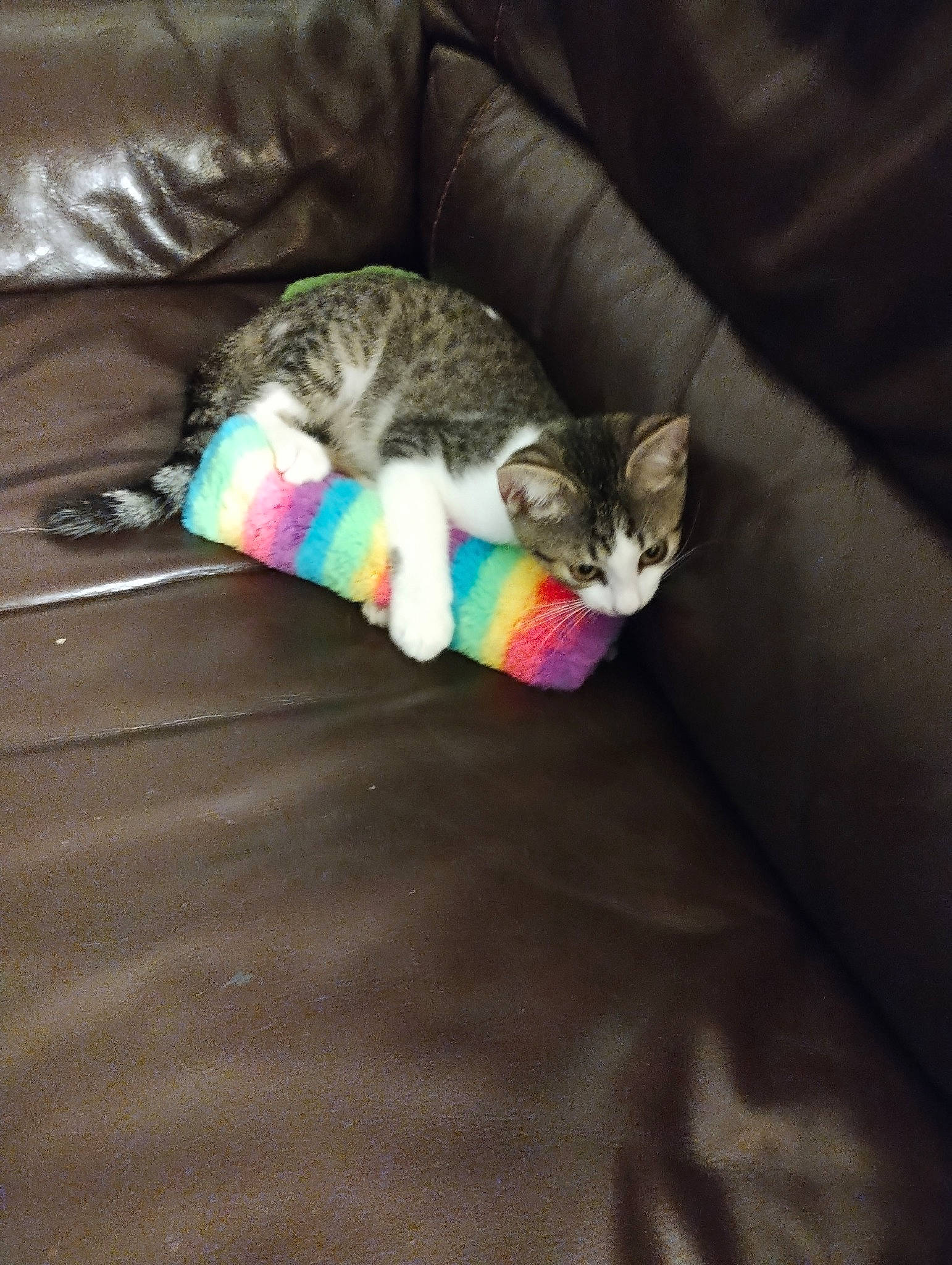 Ptifilou participe au concours pour gagner de l'argent avec cette photo : carnivore, cat, comfort, couch, domestic_short_haired_cat, felidae, fur, grey, hardwood, linens, mammal, nap, paw, sleep, small_to_medium_sized_cats, tail, vertebrate, whiskers, wood