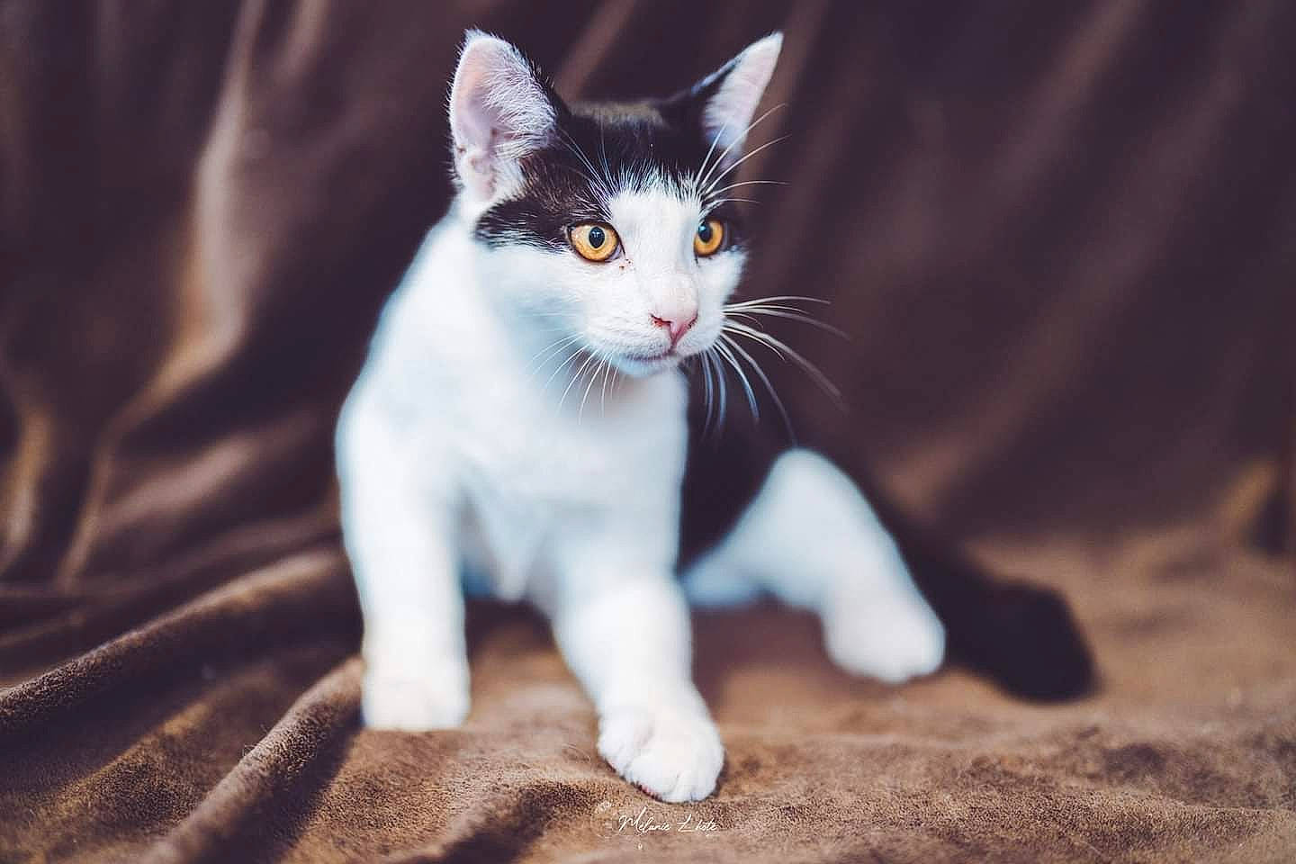 Casper participe au concours pour gagner de l'argent avec cette photo : carnivore, cat, claw, darkness, domestic_short_haired_cat, eye, felidae, fur, grass, grey, paw, sitting, small_to_medium_sized_cats, snout, tail, terrestrial_animal, tree, whiskers, wildlife, wood
