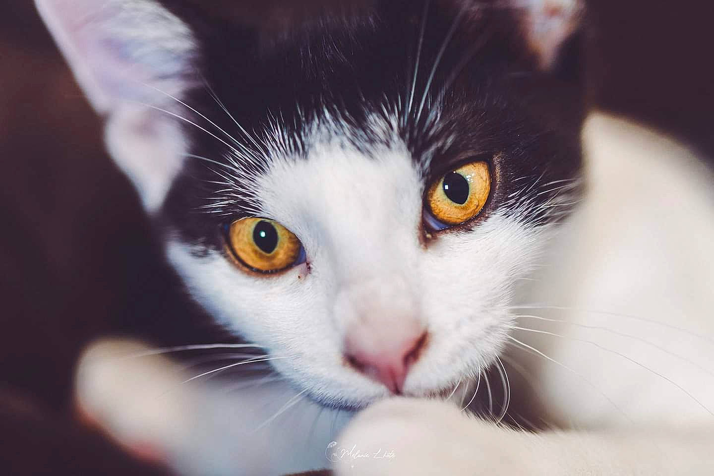 Casper participe au concours pour gagner de l'argent avec cette photo : carnivore, cat, close_up, domestic_short_haired_cat, ear, eye, eyelash, felidae, fur, hair, head, nose, paw, photography, small_to_medium_sized_cats, snout, tail, whiskers