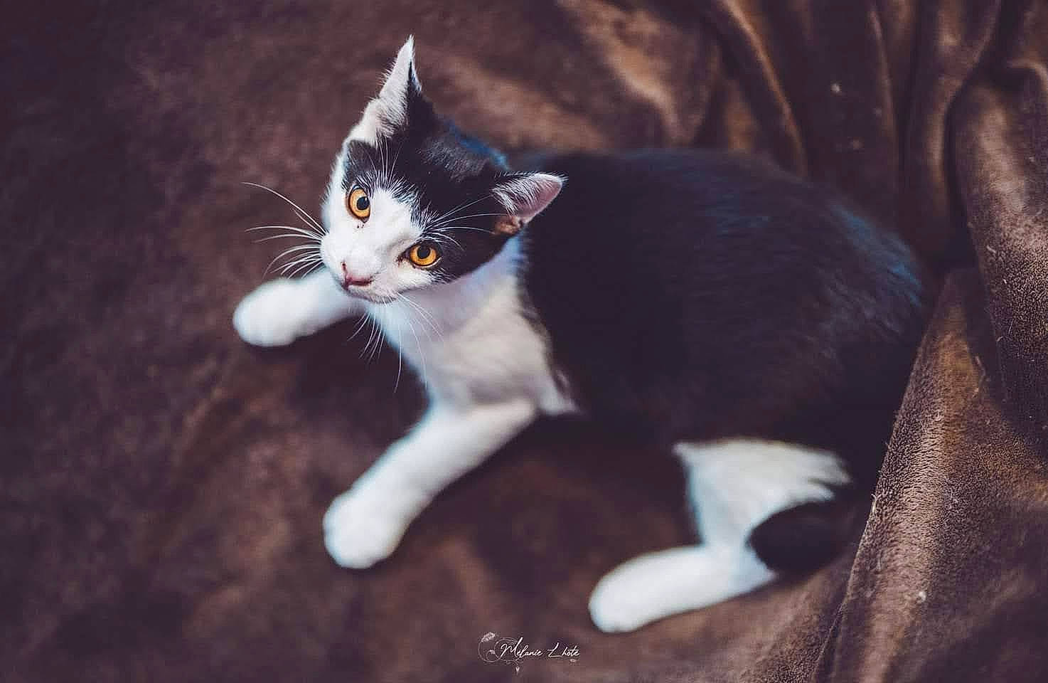 Casper participe au concours pour gagner de l'argent avec cette photo : carnivore, cat, darkness, domestic_short_haired_cat, felidae, fur, grass, paw, small_to_medium_sized_cats, snout, tail, tree, whiskers