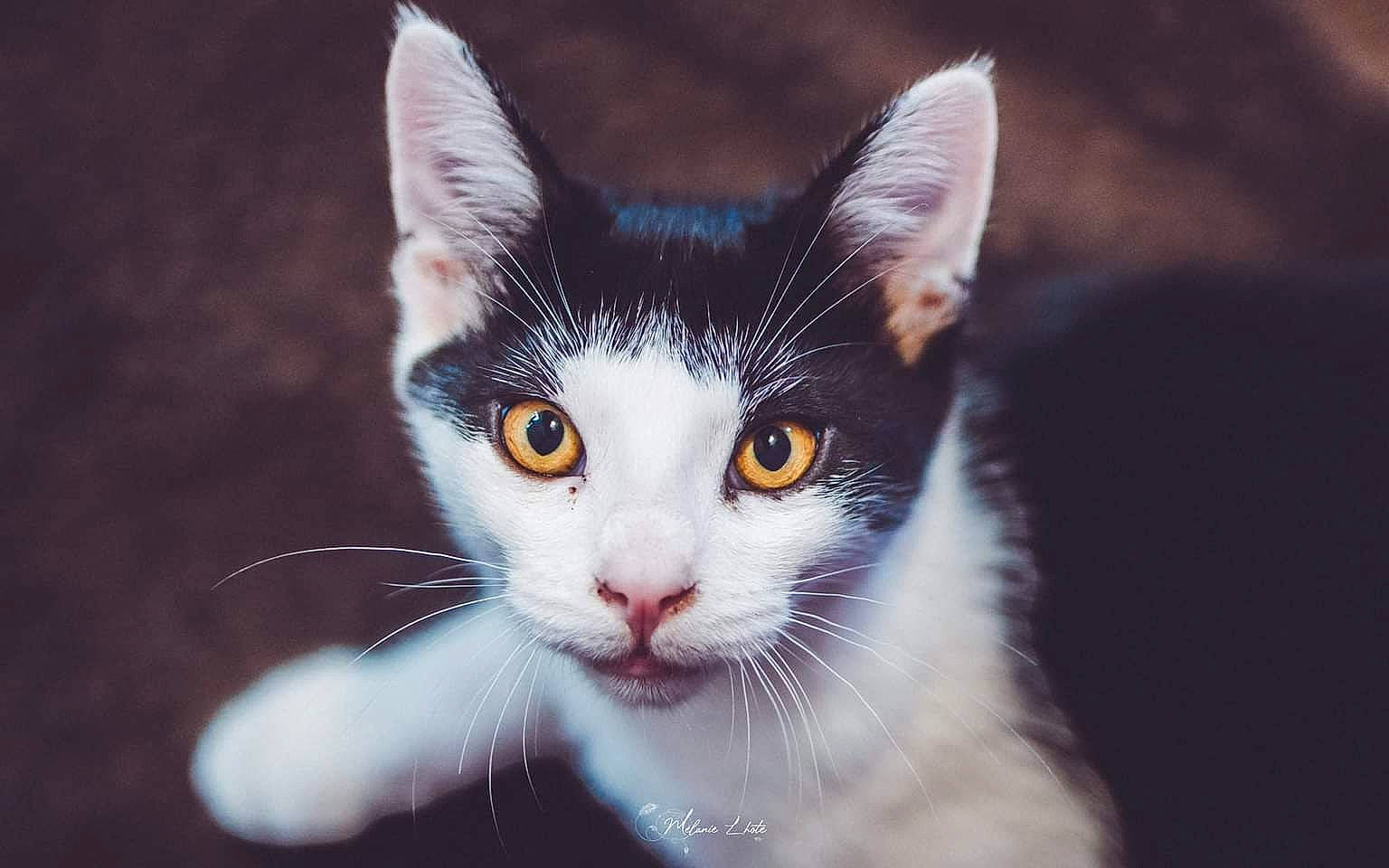 Casper participe au concours pour gagner de l'argent avec cette photo : art, carnivore, cat, domestic_short_haired_cat, eye, felidae, fur, grass, paw, sand, small_to_medium_sized_cats, snout, tail, tree, whiskers, wildlife