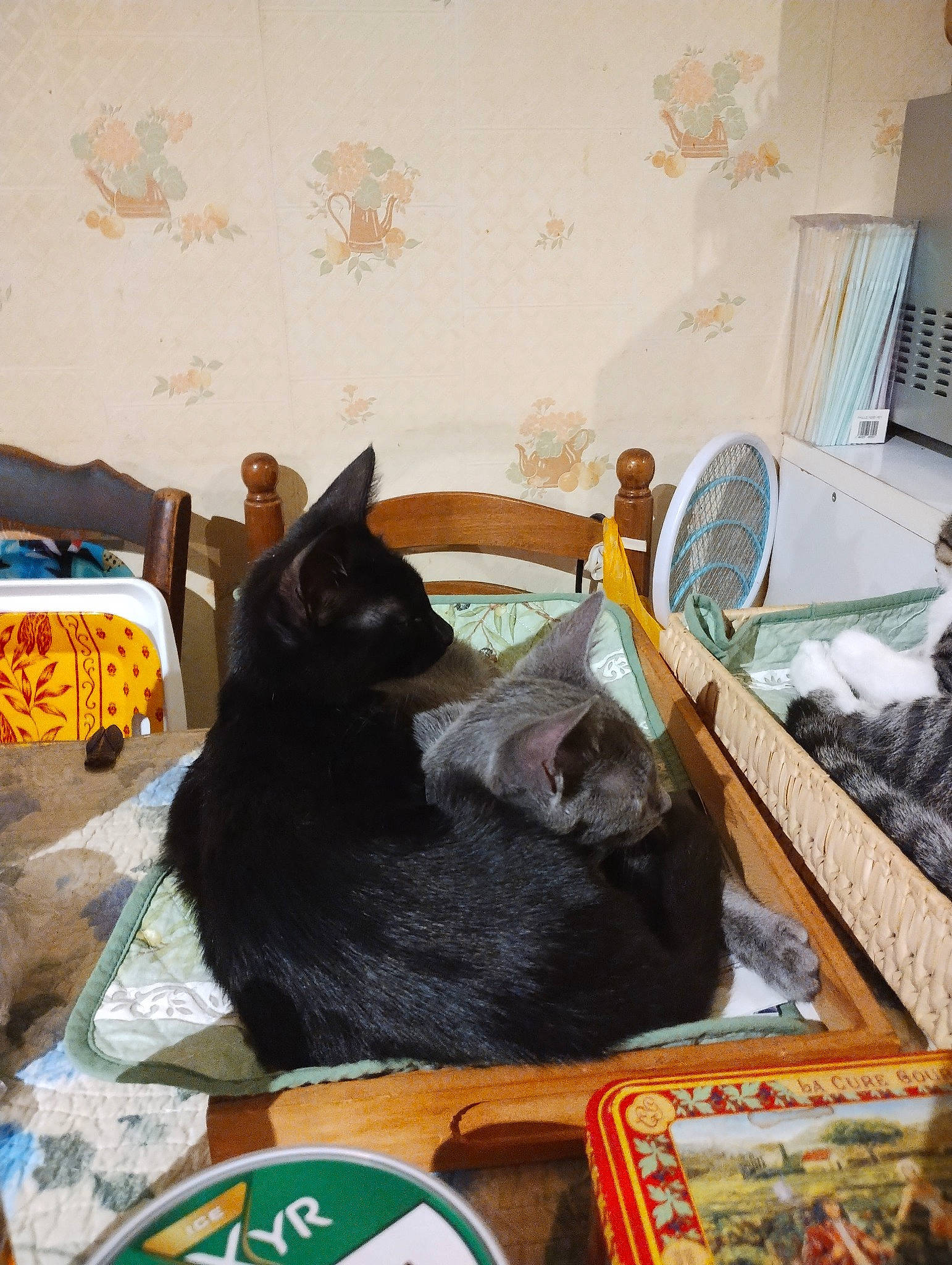 Astro a rejoint le concours — aidez-le/la à gagner de superbes lots ! bag, bed, bed_sheet, bedding, bedroom, black_cat, bombay, box, carnivore, cat, comfort, domestic_short_haired_cat, event, felidae, fur, linens, luggage_and_bags, room, small_to_medium_sized_cats, whiskers