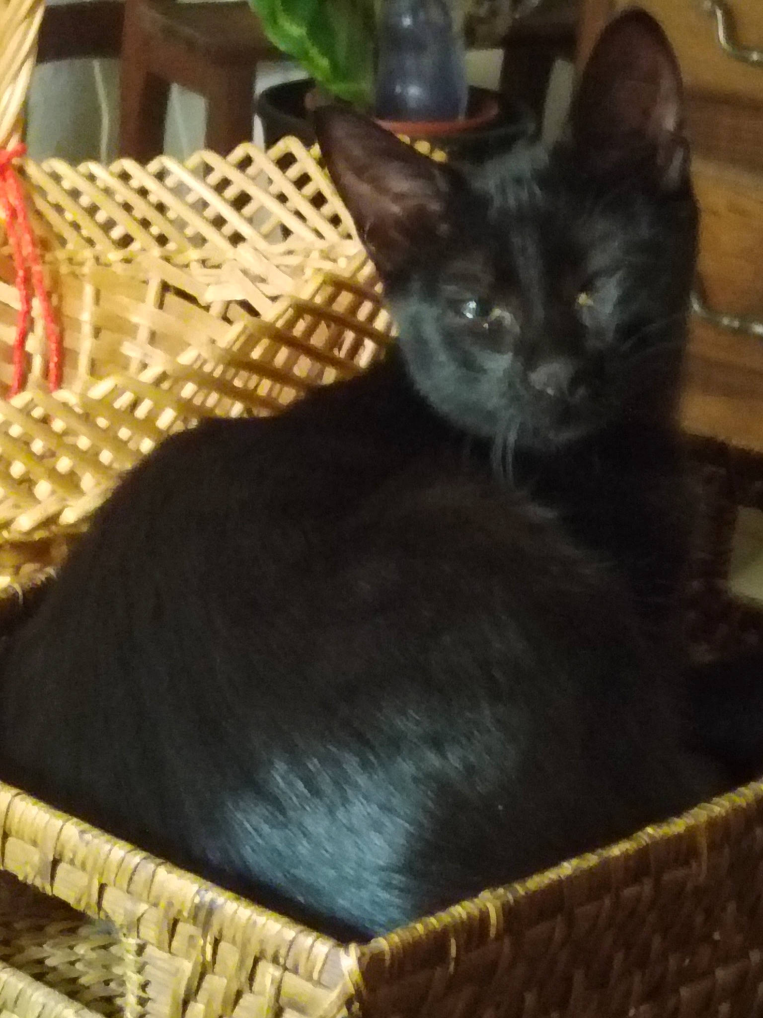 Astro a rejoint le concours — aidez-le/la à gagner de superbes lots ! basket, black, black_cat, bombay, carnivore, cat, cat_bed, cat_supply, claw, comfort, domestic_short_haired_cat, felidae, fur, pattern, pet_supply, small_to_medium_sized_cats, tail, terrestrial_animal, whiskers, wicker