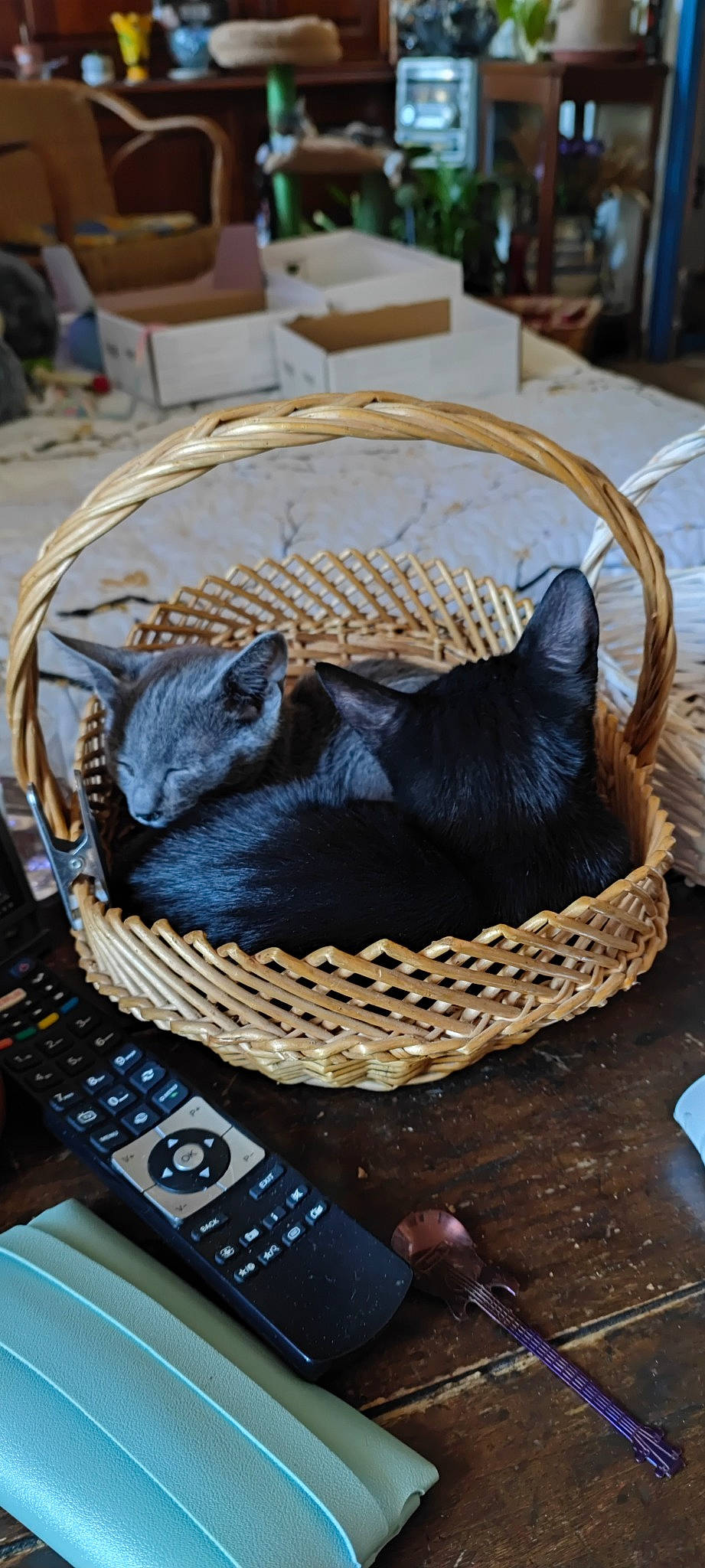 Astro a rejoint le concours — aidez-le/la à gagner de superbes lots ! bag, basket, canidae, carnivore, cat, cat_bed, cat_supply, comfort, domestic_short_haired_cat, felidae, fur, mammal, nap, pet_supply, small_to_medium_sized_cats, sporting_group, storage_basket, vertebrate, whiskers, wicker