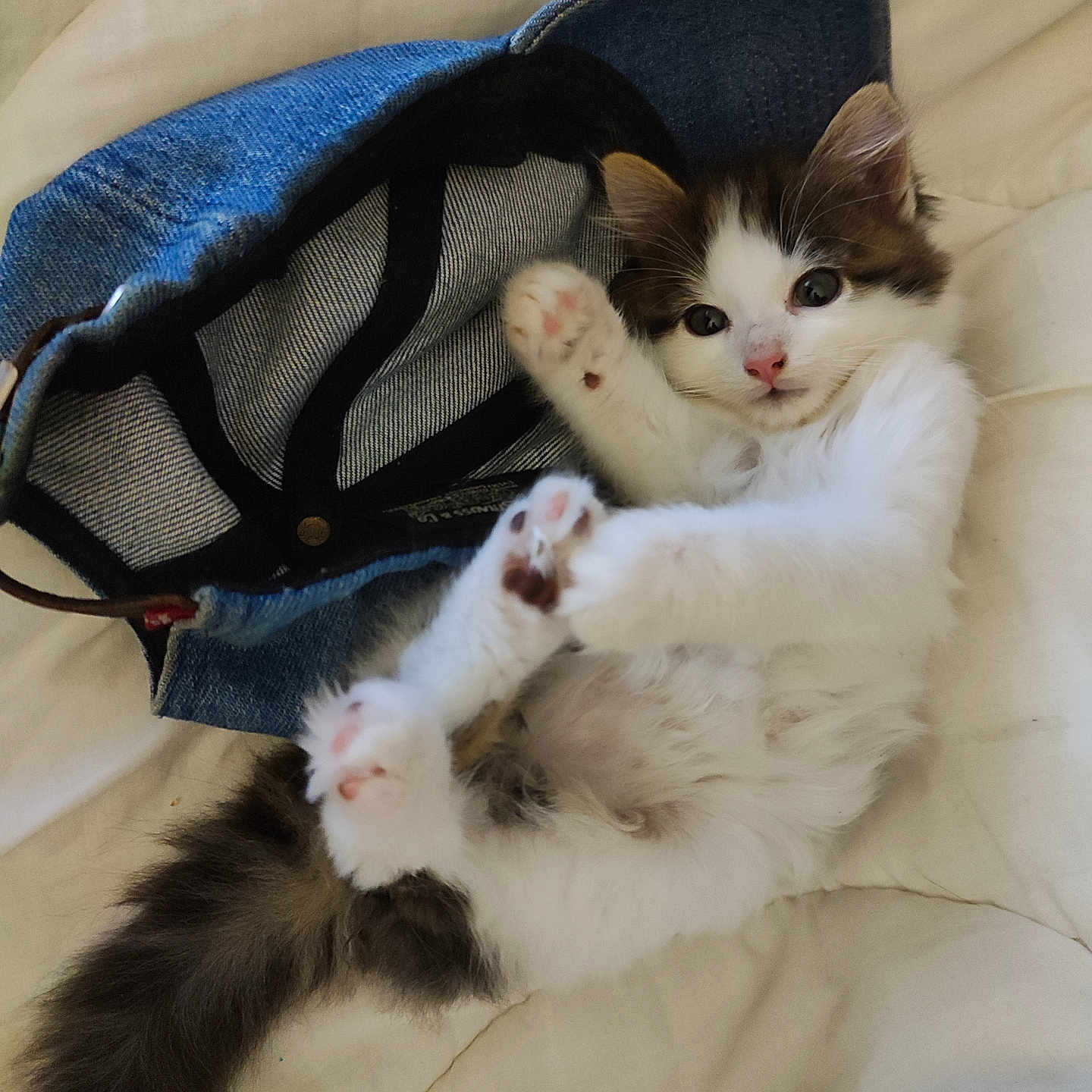 Abysse participe au concours pour gagner de l'argent avec cette photo : abyssinian, accessories, animal, bag, basket, bed, blanket, cat, chair, couch, cushion, furniture, handbag, hardwood, homedecor, kitten, manx, pet, siamese, wood