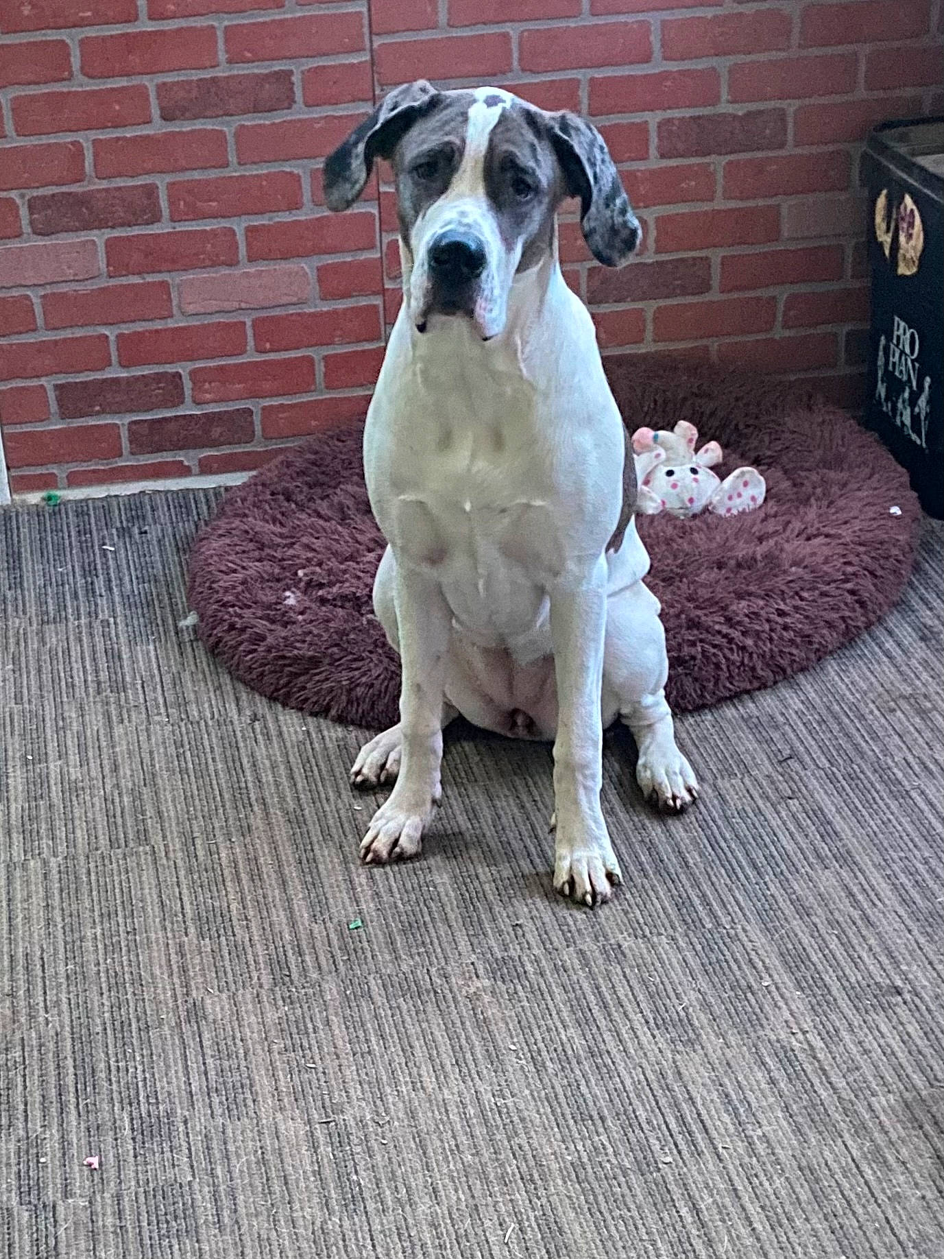 Moxie is registered to the contest to win money with this photo: brick, brickwork, carnivore, collar, companion_dog, dog, dog_breed, dog_supply, fawn, floor, flooring, gas, snout, sporting_group, street_dog, tail, terrestrial_animal, whiskers, wood, working_animal