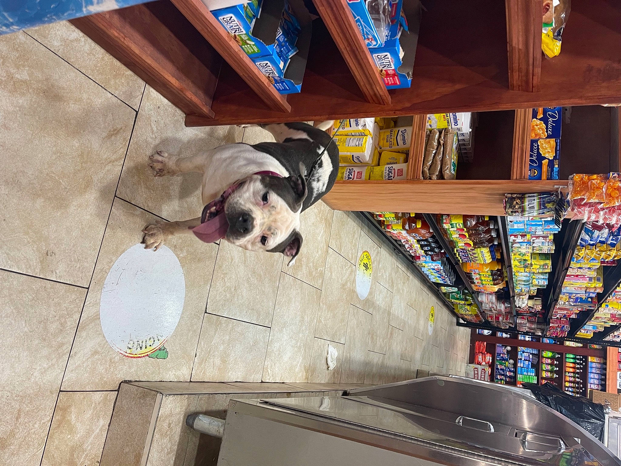 Kitkatt joined the competition — help win amazing prizes! art, blue, building, carnivore, ceiling, companion_dog, dog, dog_breed, floor, flooring, handrail, hardwood, machine, retail, shelf, shelving, sporting_group, stairs, window, wood