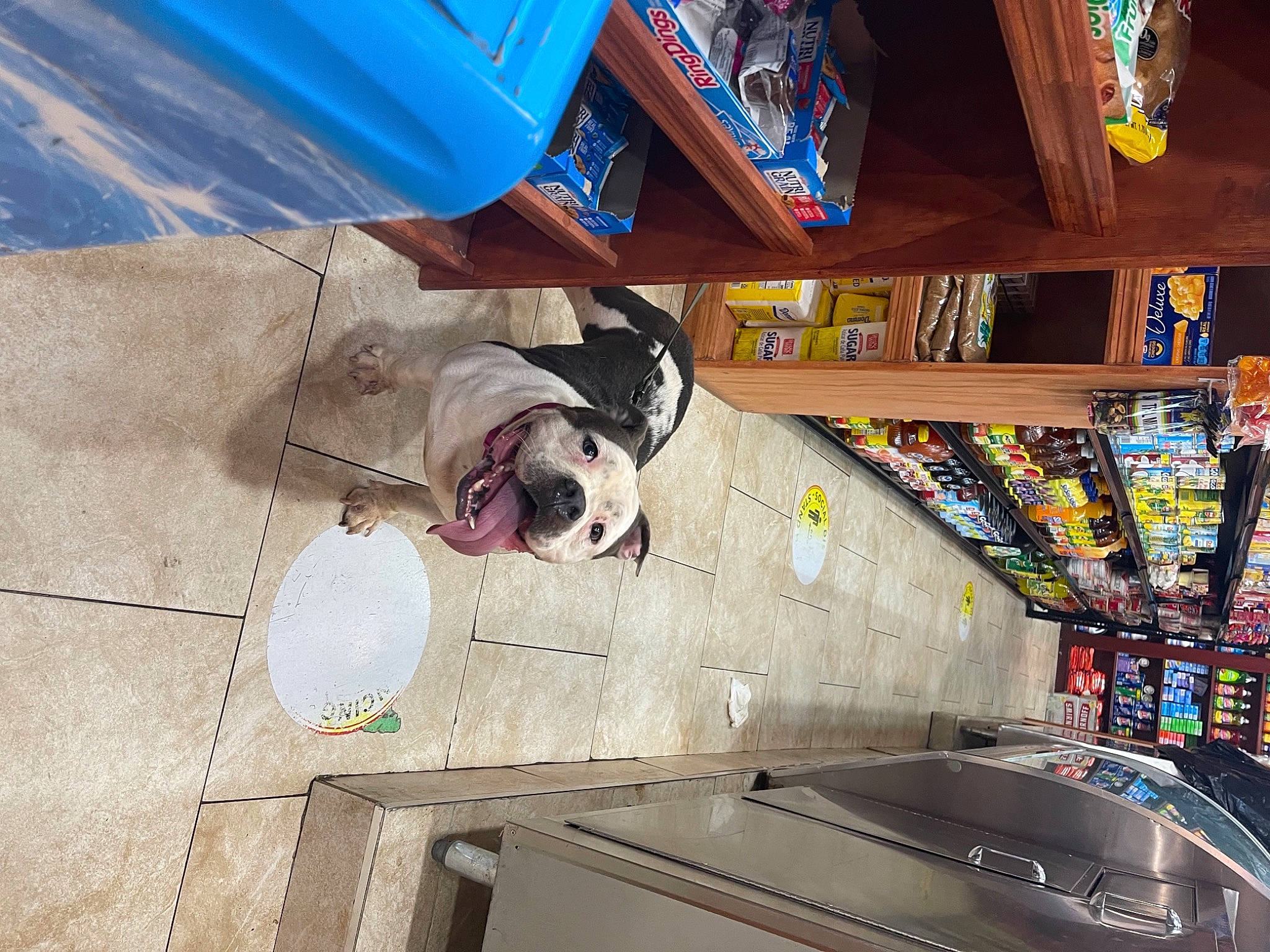 Kitkatt joined the competition — help win amazing prizes! art, blue, building, carnivore, ceiling, companion_dog, concrete, daylighting, dog, dog_breed, flooring, fun, glass, leisure, machine, mural, shelf, visual_arts, window, wood