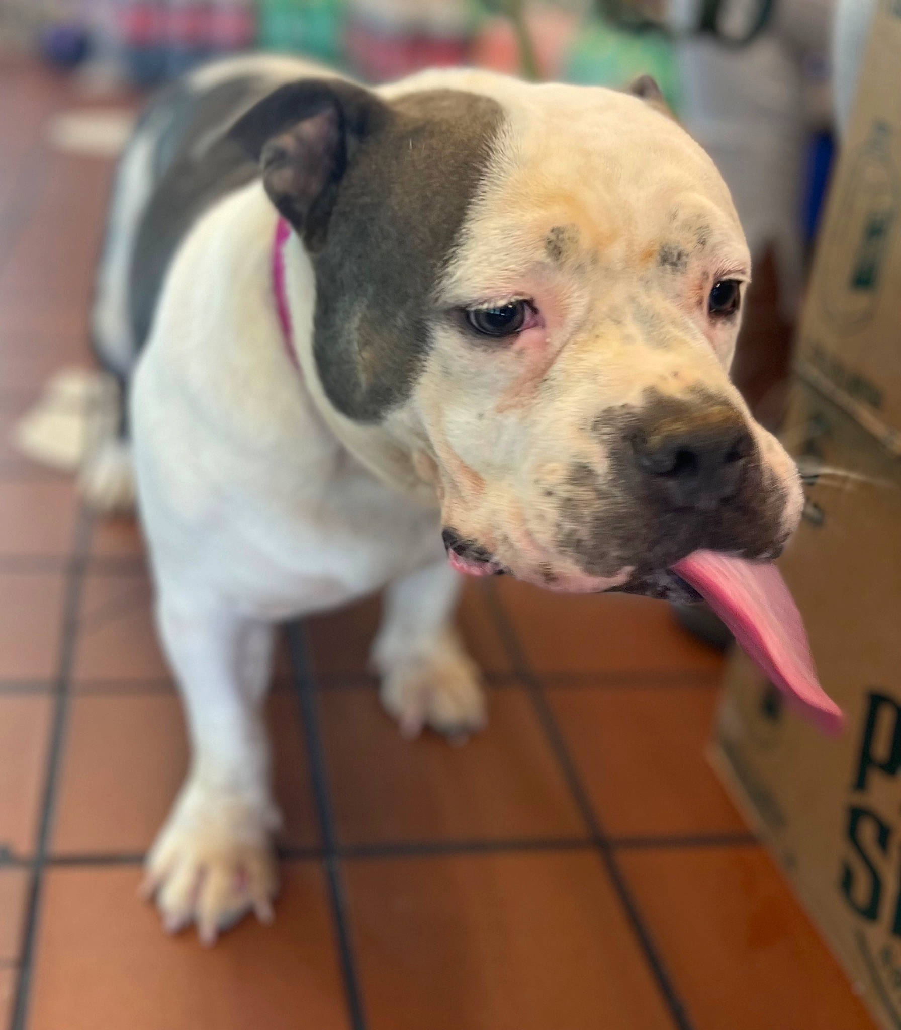 Kitkatt is registered to the contest to win money with this photo: canidae, carnivore, collar, companion_dog, dog, dog_breed, dog_collar, dog_supply, fashion_accessory, flooring, leash, non_sporting_group, pet_supply, pit_bull, puppy, terrestrial_animal, whiskers, working_animal, working_dog