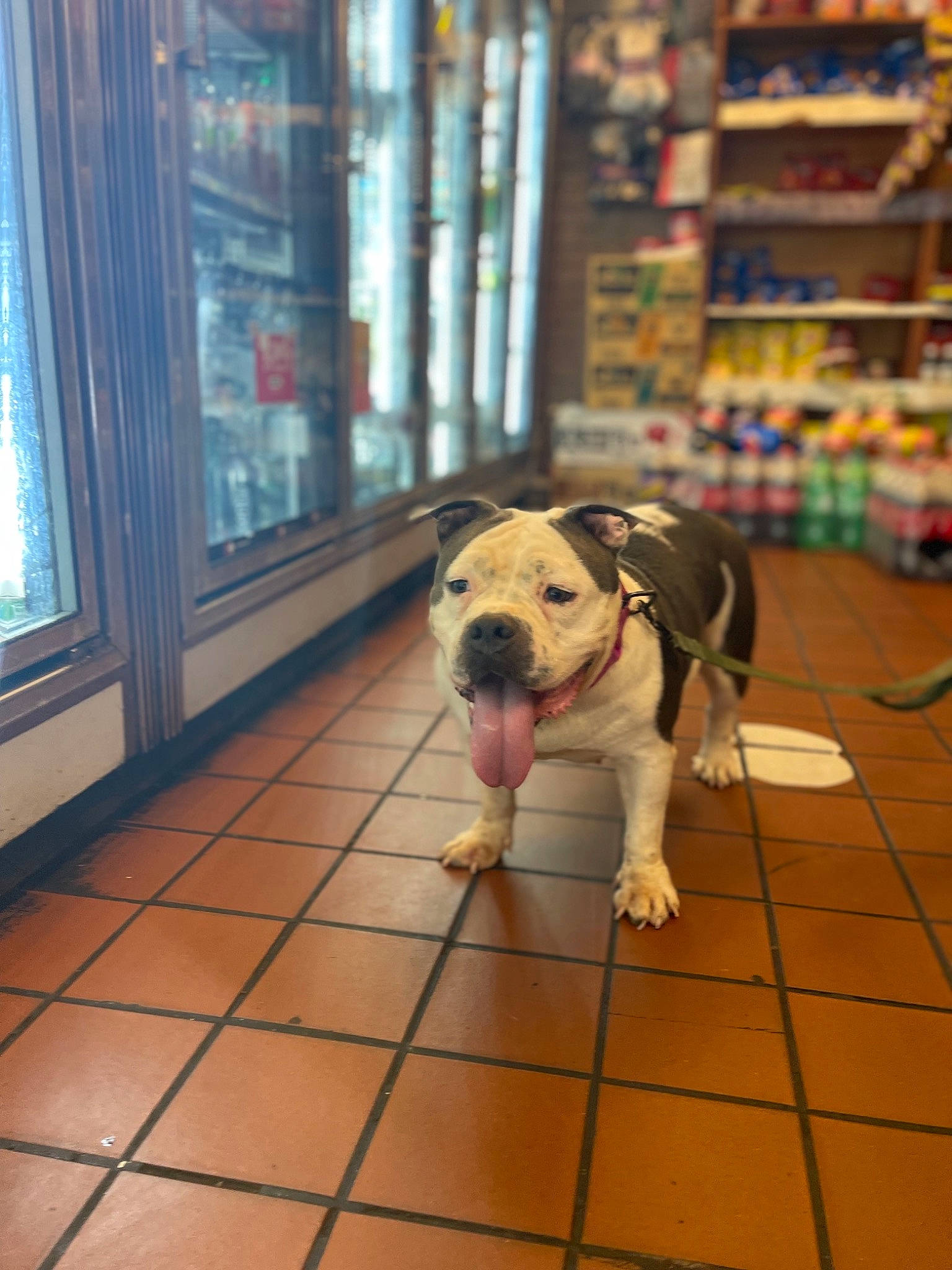 Kitkatt joined the competition — help win amazing prizes! ball, carnivore, collar, companion_dog, dog, dog_breed, dog_collar, dog_supply, fawn, floor, flooring, hardwood, leash, pet_supply, shelf, snout, soccer_ball, window, wood, working_animal