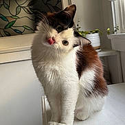 Loki Laine joined the competition — help win amazing prizes! cat, fluffy, white, brown, indoor, plant, window, blinds, cute, pet, animal, tongue_out, head_tilt, sitting, fur, whiskers, table, domestic, cozy, curious