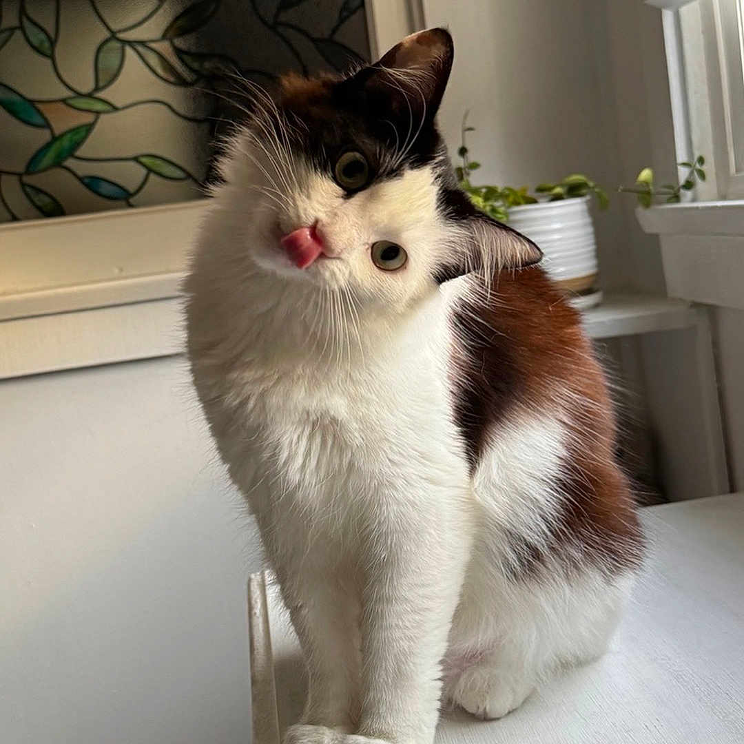 Loki Laine joined the competition — help win amazing prizes! cat, fluffy, white, brown, indoor, plant, window, blinds, cute, pet, animal, tongue_out, head_tilt, sitting, fur, whiskers, table, domestic, cozy, curious