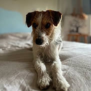 Milou a rejoint le concours — aidez-le/la à gagner de superbes lots ! dog, pet, bed, indoor, fur, animal, cute, lying_down, portrait, whiskers, brown, white, small_dog, relaxed, cozy, soft_light, blurred_background, snout, ears, paws