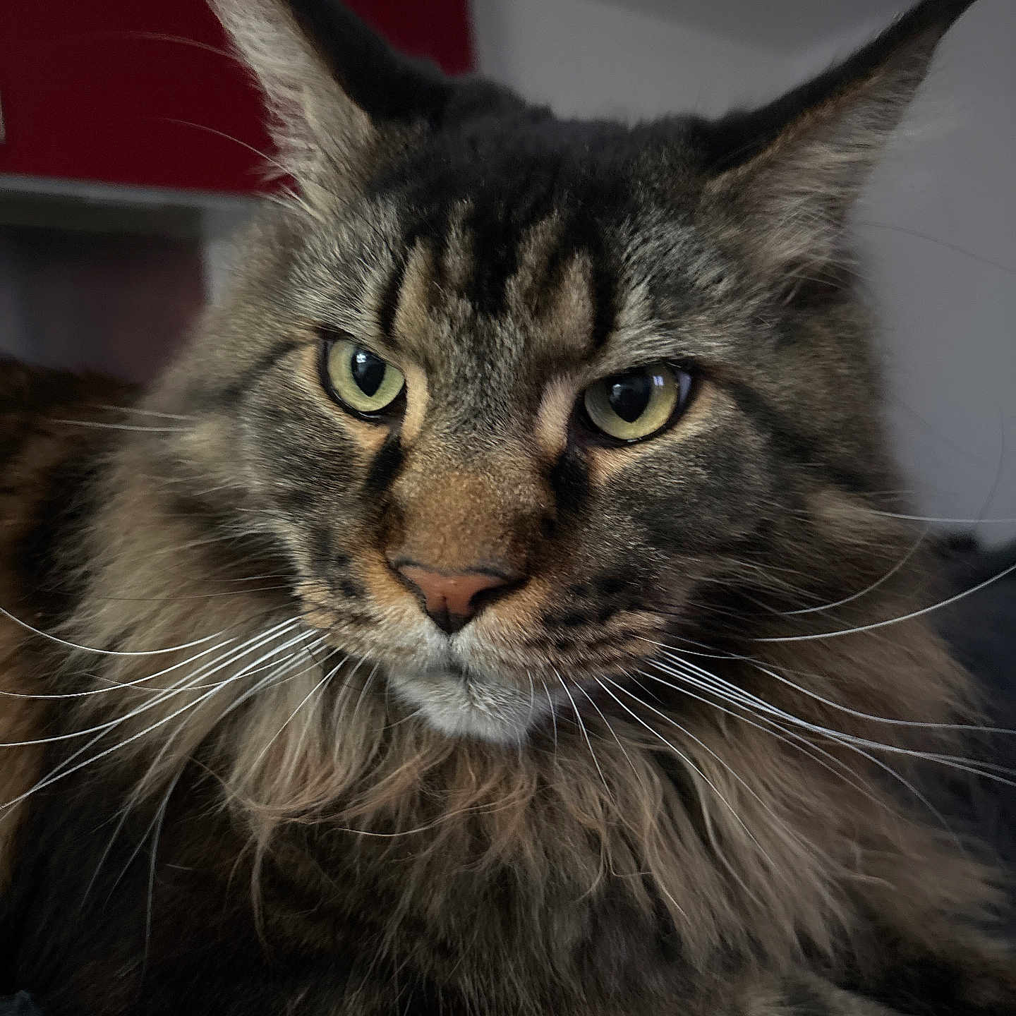 Romeo participe au concours pour gagner de l'argent avec cette photo : abyssinian, angora, animal, bodypart, brasssection, cat, couch, furniture, horn, kitten, manx, mouth, musicalinstrument, person, pet, siamese, snout