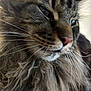 animal, cat, close_up, cute, domestic_animal, eyes, face, feline, fluffy, fur, indoor, long_hair, mane, muzzle, nose, pet, portrait, soft, tabby, whiskers
