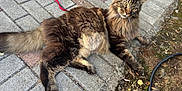 Romeo participe au concours pour gagner de l'argent avec cette photo : animal, cat, close_up, dirt, ears, fluffy, hose, leaves, long_hair, lying_down, mammal, nature, outdoor, pavement, pet, resting, sidewalk, tabby, tail, whiskers