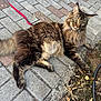 animal, cat, close_up, dirt, ears, fluffy, hose, leaves, long_hair, lying_down, mammal, nature, outdoor, pavement, pet, resting, sidewalk, tabby, tail, whiskers