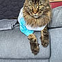 Romeo participe au concours pour gagner de l'argent avec cette photo : animal, blue_shirt, cat, clothing, couch, cute, domestic_cat, feline, fur, gray, home, indoor, long_hair, maine_coon, mammal, pet, portrait, relaxed, tabby, whiskers