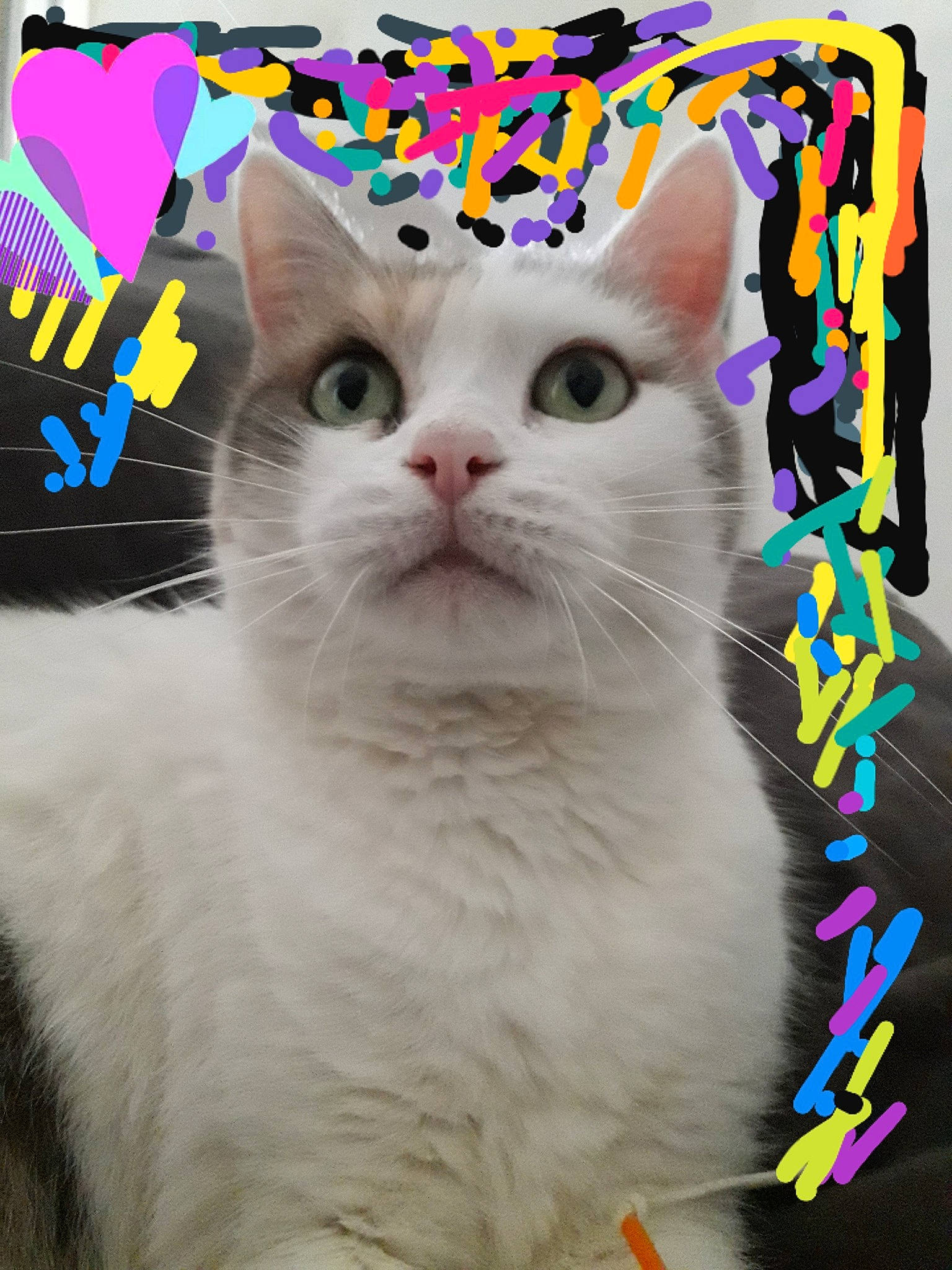 Bichette Et Nina a rejoint le concours — aidez-le/la à gagner de superbes lots ! carnivore, cat, domestic_short_haired_cat, felidae, font, fur, internet_meme, iris, magenta, organism, paw, pet_supply, photo_caption, rectangle, small_to_medium_sized_cats, snout, whiskers, window