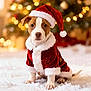 adorable, bokeh_lights, celebration, christmas, christmas_tree, costume, cute, decorations, dog, festive, fluffy_surface, holiday, holiday_season, indoor, pet, puppy, santa_claus_outfit, santa_hat, white_fur_trim, winter