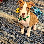Bodie joined the competition — help win amazing prizes! puppy, dog, bow_tie, toy, carpet, indoor, pet, brown_and_white, cute, sitting, home, floor, playful, young_dog, animal, domestic, looking_up, ears, collar, adorable