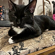 Boots is registered to the contest to win money with this photo: cat, tuxedo_cat, feline, black_and_white, whiskers, chair, cushion, harry_potter, indoor, pet, relaxed, resting, animal, fur, whisker, closeup, domestic_cat, sleepy, paw, furniture