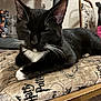 cat, tuxedo_cat, feline, black_and_white, whiskers, chair, cushion, harry_potter, indoor, pet, relaxed, resting, animal, fur, whisker, closeup, domestic_cat, sleepy, paw, furniture