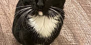 Boots joined the competition — help win amazing prizes! cat, kitten, black_and_white, tuxedo_cat, whiskers, floor, wooden_floor, pet, animal, cute, small, sitting, curious, indoor, feline, young, fur, ears, eyes, muzzle