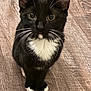cat, kitten, black_and_white, tuxedo_cat, whiskers, floor, wooden_floor, pet, animal, cute, small, sitting, curious, indoor, feline, young, fur, ears, eyes, muzzle