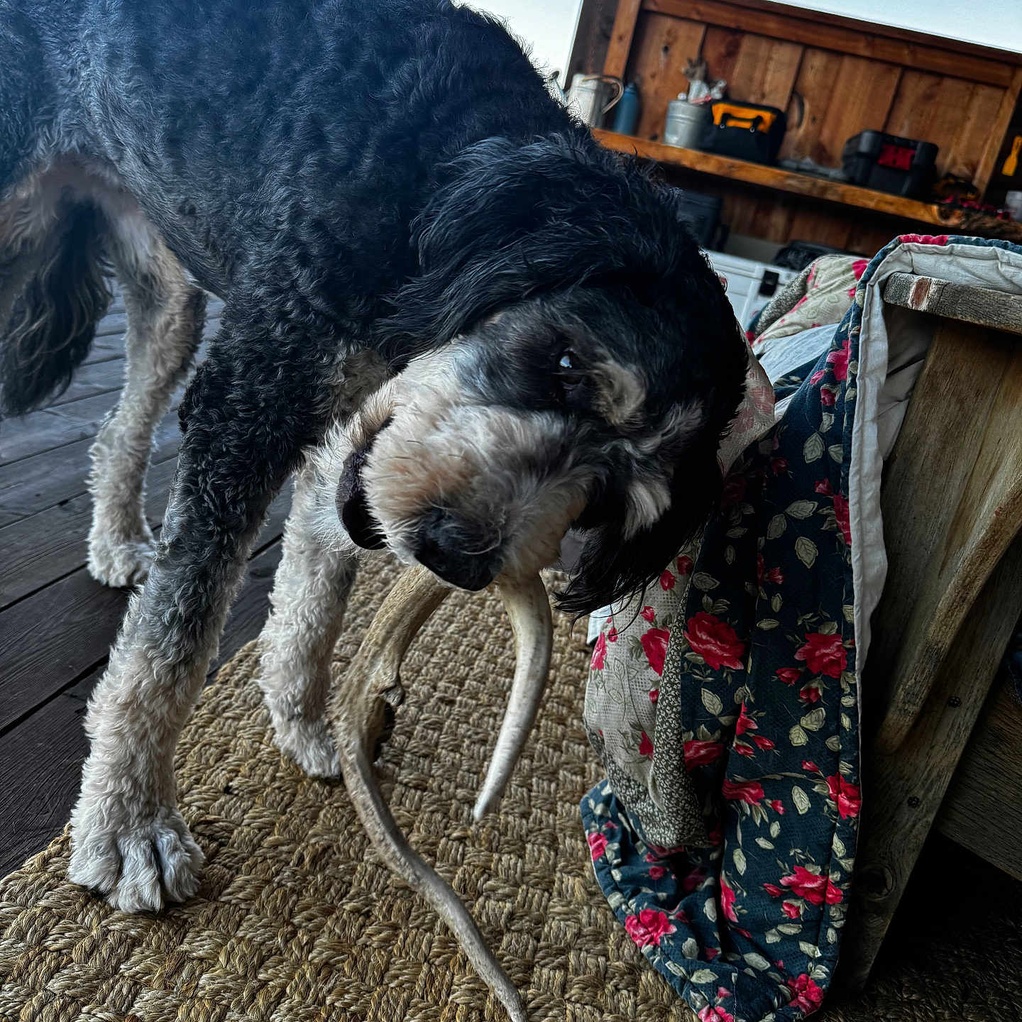 Aspen is registered to the contest to win money with this photo: airedale, animal, blanket, canine, cockerspaniel, couch, dog, furniture, hardwood, homedecor, hound, linen, pet, plywood, pointer, poodle, puppy, shelf, terrier, wood