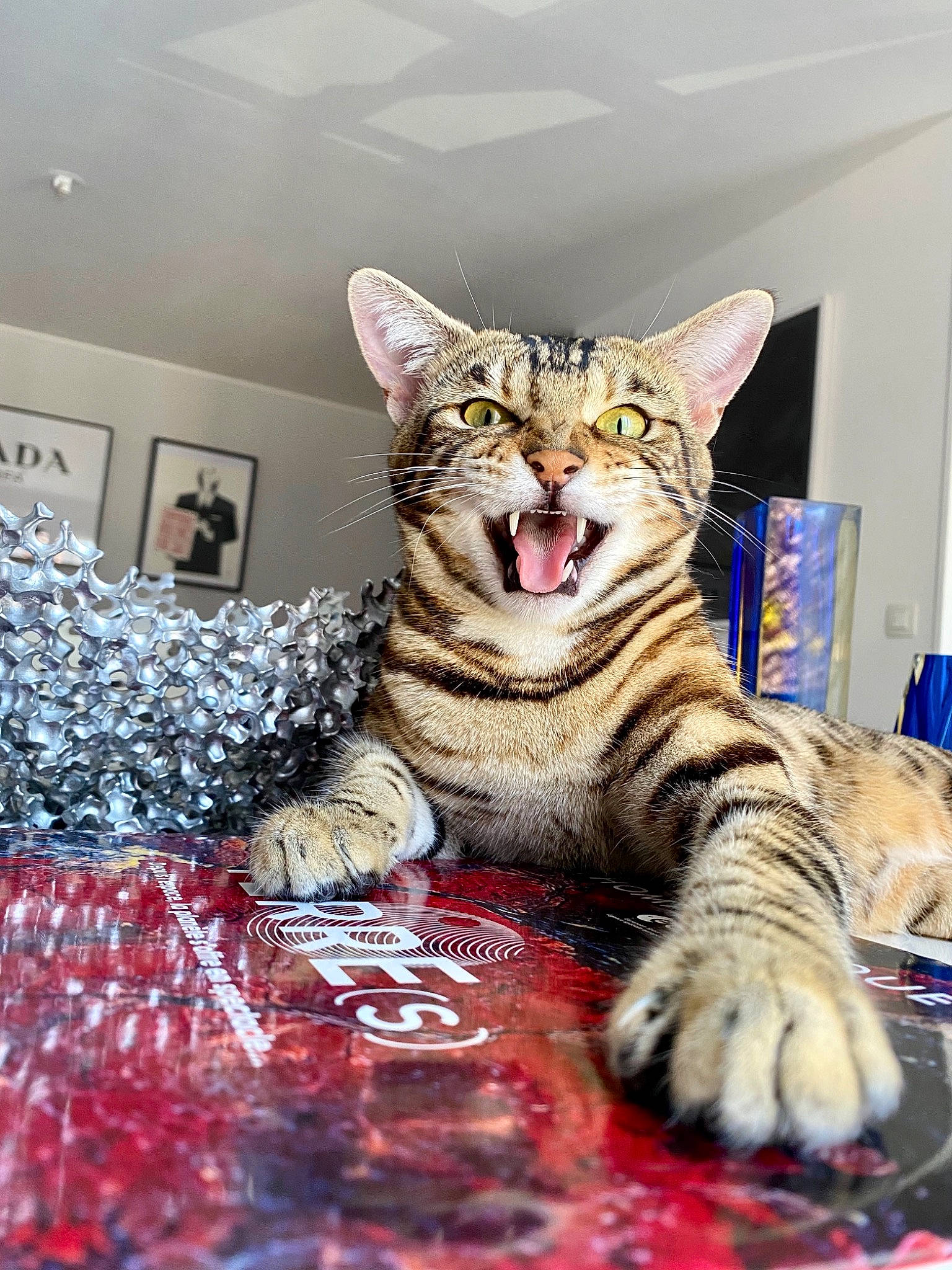 Pepper participe au concours pour gagner de l'argent avec cette photo : art, carnivore, cat, claw, domestic_short_haired_cat, fang, felidae, flesh, flooring, foot, fur, sitting, small_to_medium_sized_cats, snout, terrestrial_animal, visual_arts, whiskers, wildlife, window, yawn