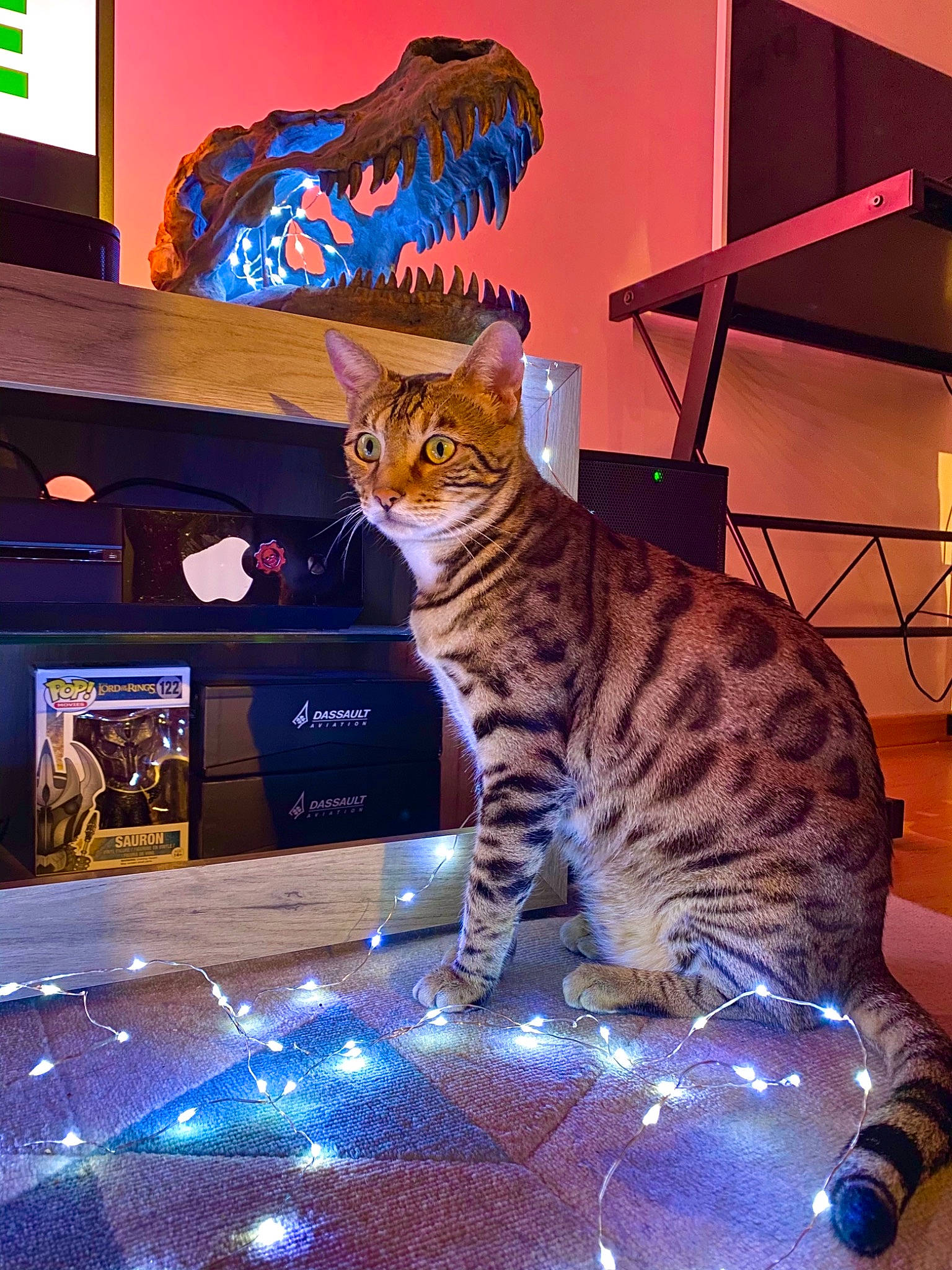 Pepper participe au concours pour gagner de l'argent avec cette photo : carnivore, cat, computer, computer_monitor, display_device, domestic_short_haired_cat, electric_blue, felidae, flat_panel_display, fur, led_backlit_lcd_display, light, output_device, personal_computer, room, small_to_medium_sized_cats, snapshot, tail, terrestrial_animal, whiskers