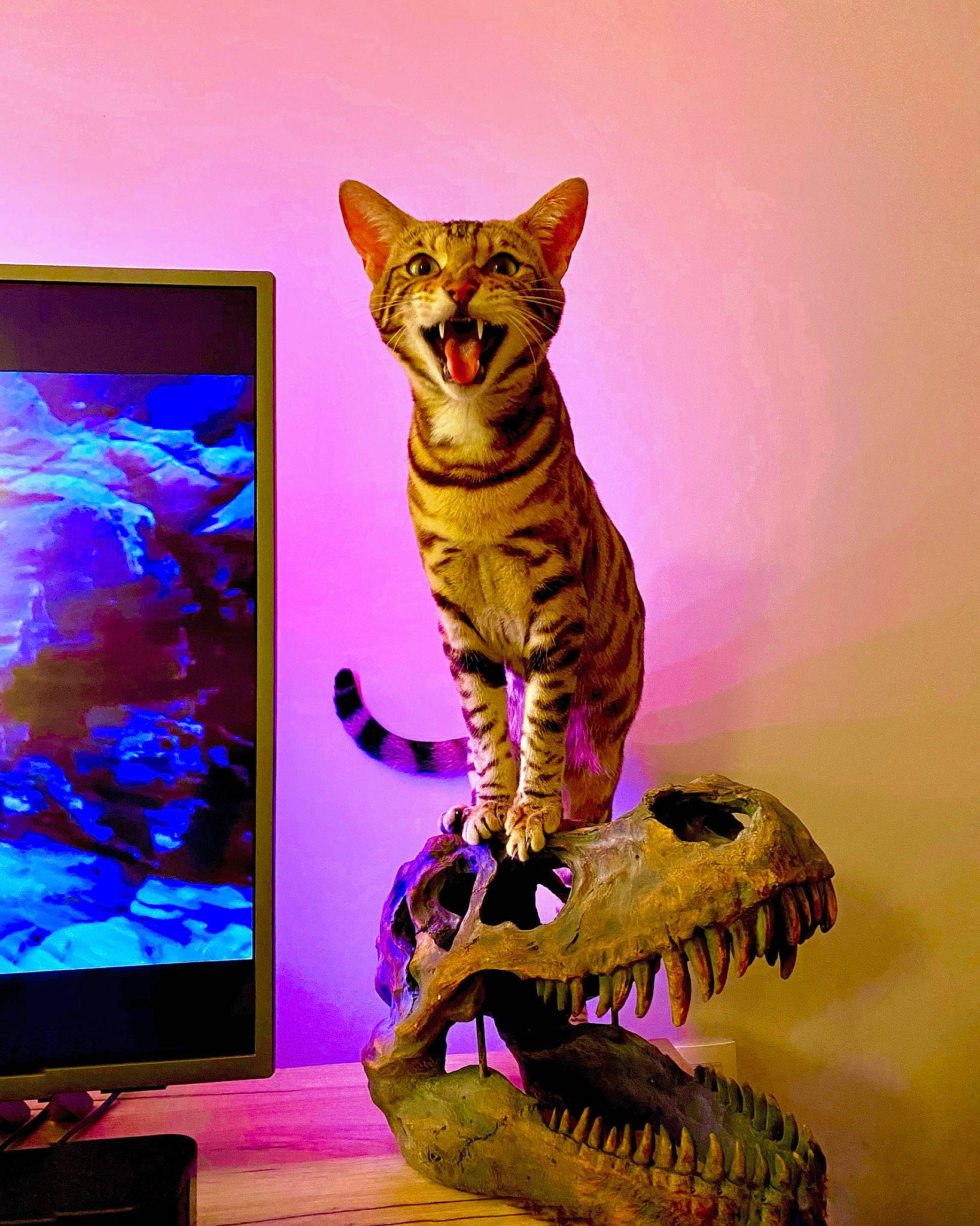 Pepper participe au concours pour gagner de l'argent avec cette photo : art, carnivore, cat, dinosaur, display_device, extinction, fawn, felidae, flat_panel_display, illustration, led_backlit_lcd_display, magenta, organism, small_to_medium_sized_cats, snout, tail, toy, visual_arts, whiskers, wildlife