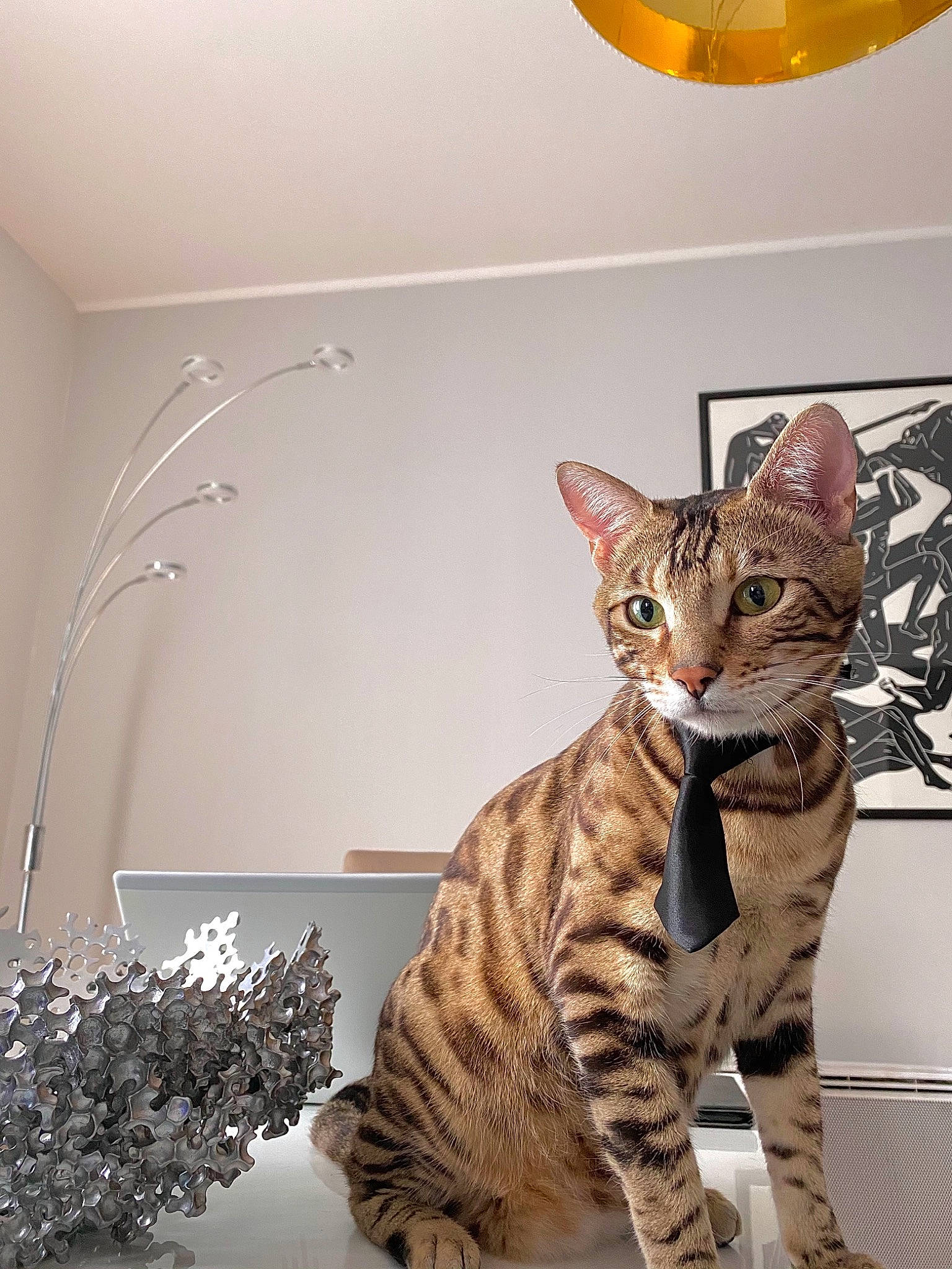 Pepper participe au concours pour gagner de l'argent avec cette photo : carnivore, cat, ceiling, domestic_short_haired_cat, felidae, flooring, flowerpot, fur, houseplant, light_fixture, plant, rectangle, room, small_to_medium_sized_cats, snout, tail, terrestrial_animal, twig, whiskers, wood