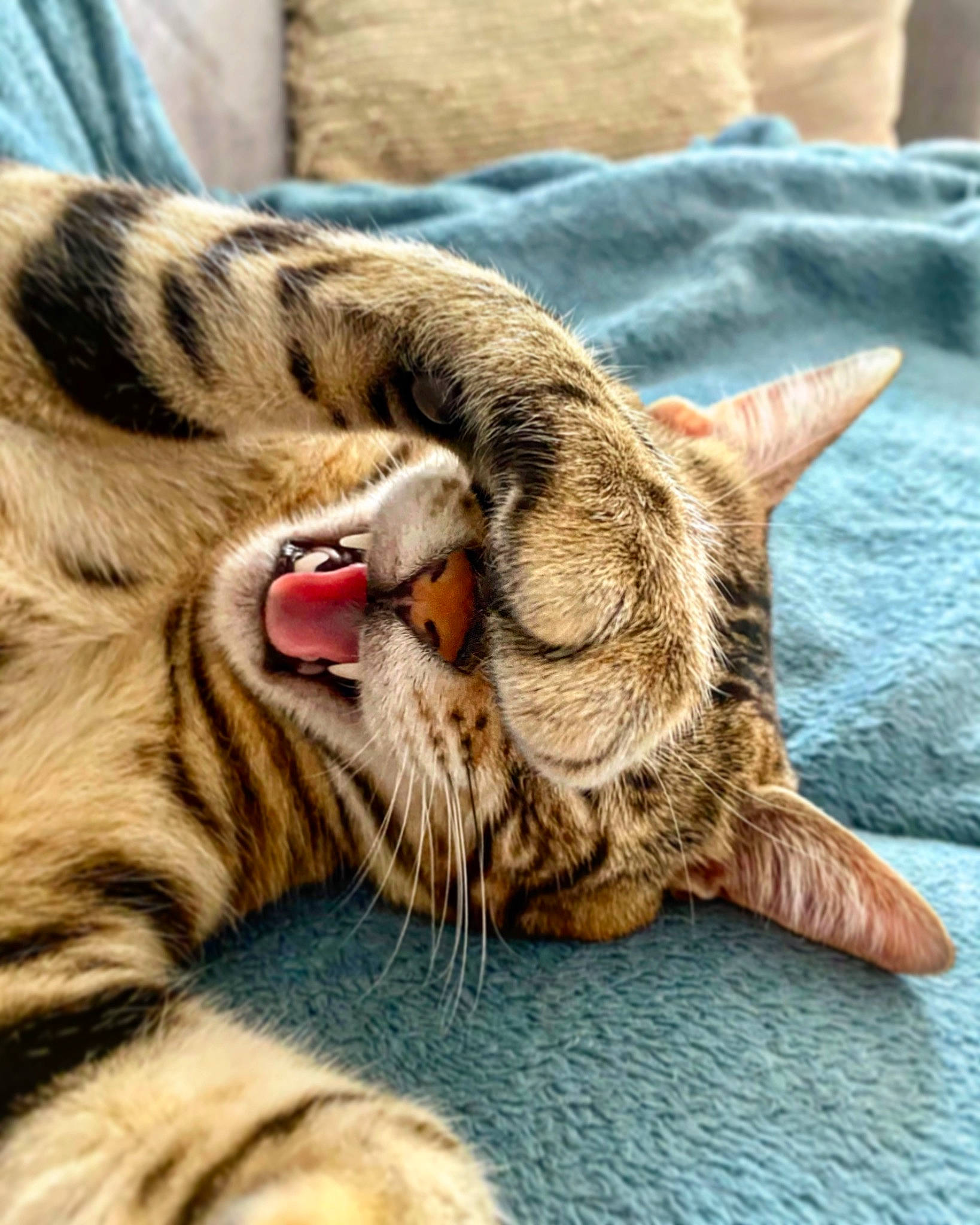 Pepper a rejoint le concours — aidez-le/la à gagner de superbes lots ! bengal_tiger, carnivore, cat, close_up, comfort, domestic_short_haired_cat, fang, fawn, felidae, fur, organism, paw, roar, siberian_tiger, small_to_medium_sized_cats, snout, terrestrial_animal, whiskers, wildlife, yawn