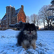 Anoki a rejoint le concours — aidez-le/la à gagner de superbes lots ! dog, snow, grass, castle, building, winter, tree, sky, outdoor, pet, fur, smile, animal, nature, landscape, architecture, daylight, cold, blue_sky, leafless_trees