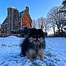 dog, snow, grass, castle, building, winter, tree, sky, outdoor, pet, fur, smile, animal, nature, landscape, architecture, daylight, cold, blue_sky, leafless_trees