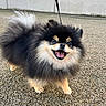 Anoki participe au concours pour gagner de l'argent avec cette photo : dog, pomeranian, fluffy, happy, smiling, leash, outdoor, gravel, pet, animal, cute, fur, small_dog, walking, companion, friendly, canine, portrait, daylight, playful