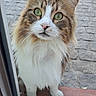Mido participe au concours pour gagner de l'argent avec cette photo : animal, cat, close_up, cobblestone, curious, cute, domestic, door, feline, fur, glass, green_eyes, long_hair, looking, mammal, nature, outdoor, pet, portrait, whiskers