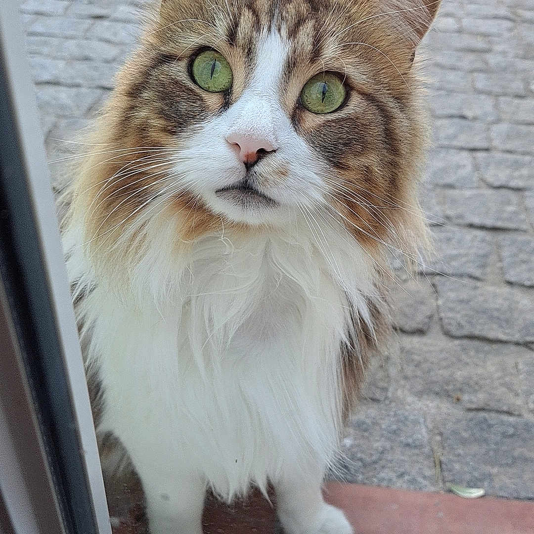 Mido
