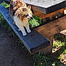 Mido a rejoint le concours — aidez-le/la à gagner de superbes lots ! animal, bench, cat, clay_pot, daytime, feline, fluffy_cat, grass, greenery, mammal, nature, outdoor, pet, picnic_table, plant, resting, sunlight, wood, wooden_bench, yawning