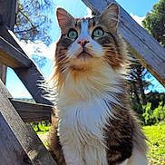 Mido a rejoint le concours — aidez-le/la à gagner de superbes lots ! animal, blue_sky, cat, close_up, curious, daylight, feline, fluffy, fur, grass, green_eyes, majestic, nature, outdoor, pet, portrait, sunlight, tree, whiskers, wooden_beams