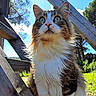 animal, blue_sky, cat, close_up, curious, daylight, feline, fluffy, fur, grass, green_eyes, majestic, nature, outdoor, pet, portrait, sunlight, tree, whiskers, wooden_beams