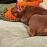 Ramses is registered to the contest to win money with this photo: animal, blanket, brown_dog, cabinet, comfortable, cozy, cute, dog, dvd_shelf, furniture, green_blanket, home, indoor, knitted_blanket, orange_blanket, pet, relaxing, resting, sleeping, soft_texture