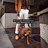 blazer, bracelet, brick_wall, brown_dog, concrete, dog, fashion, flower, leash, outdoor, pants, person, plant, shoes, sidewalk, street, urban, walking, wall, watch