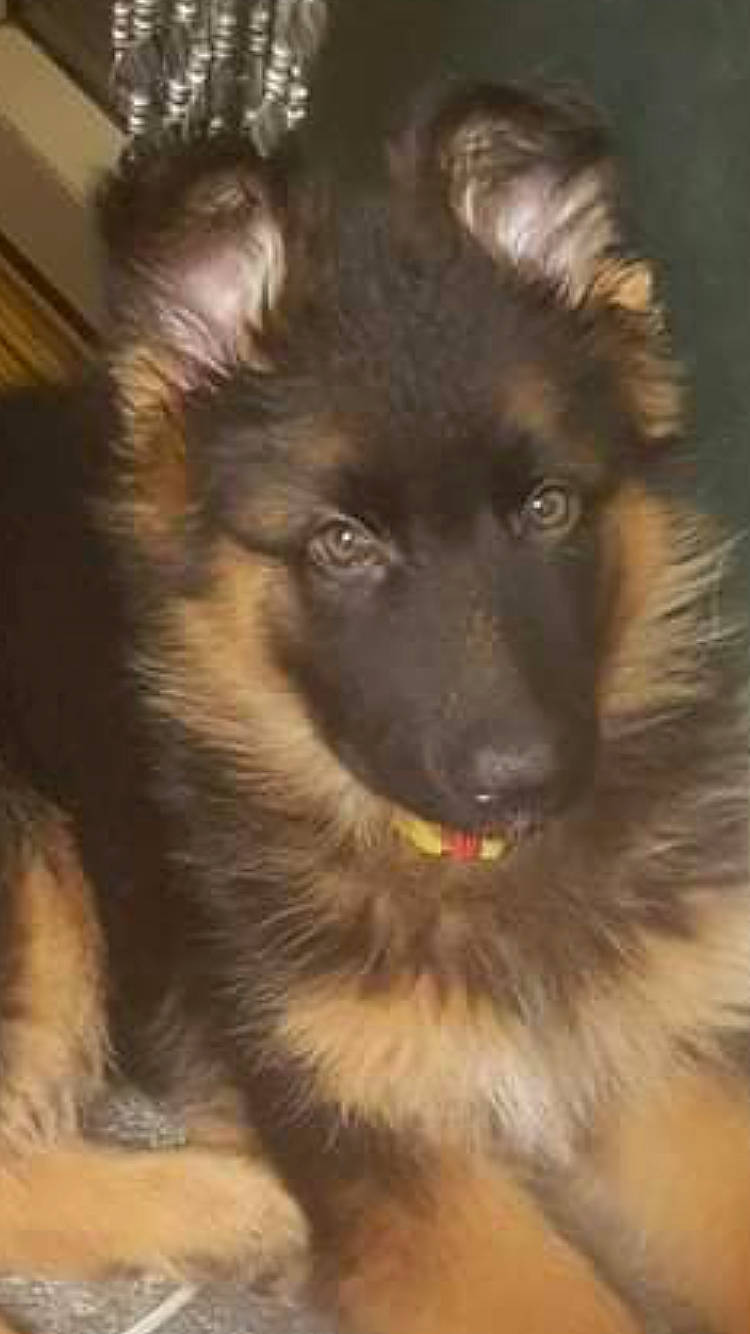 Kassie is registered to the contest to win money with this photo: canidae, carnivore, companion_dog, dog, dog_breed, fawn, fur, herding_dog, king_shepherd, snout, sporting_group, terrestrial_animal, whiskers, working_animal, working_dog